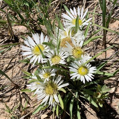 Townsendia grandiflora, photographed by Ron Burkert