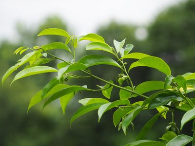 Artabotrys hexapetalus, photographed by 葉子