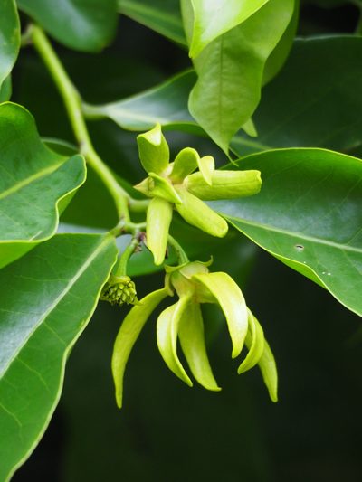 Artabotrys hexapetalus, photographed by 葉子