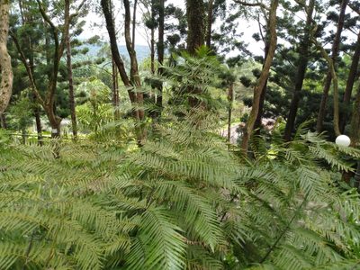 Cibotium taiwanense, photographed by chiuluan