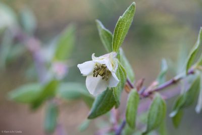 Philadelphus microphyllus, photographed by Ken-ichi Ueda