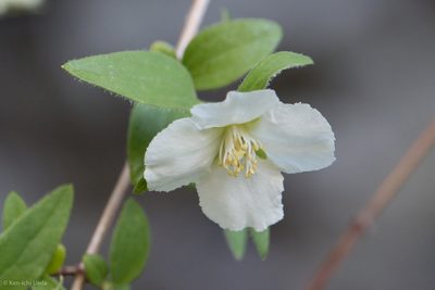 Philadelphus microphyllus, photographed by Ken-ichi Ueda