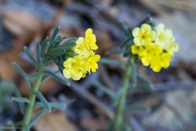 Lithospermum cobrense, photographed by Ken-ichi Ueda