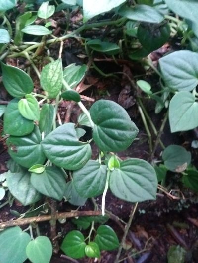 Peperomia urocarpa, photographed by Piter Kehoma Boll