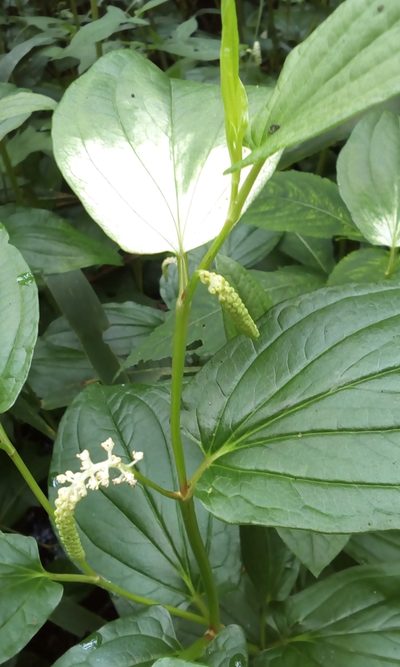 Saururus chinensis, photographed by Takashi KOIKE