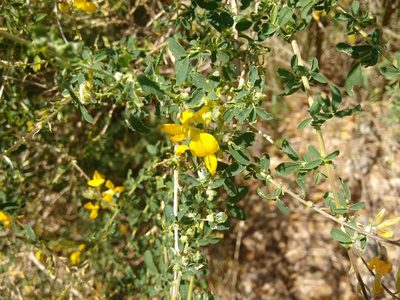 Adenocarpus complicatus, photographed by Rafael Medina
