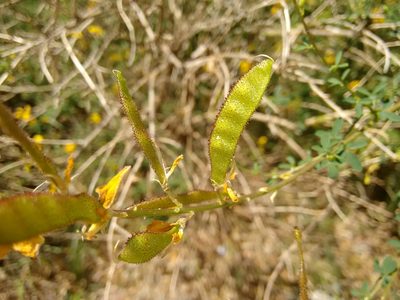 Adenocarpus complicatus, photographed by Rafael Medina