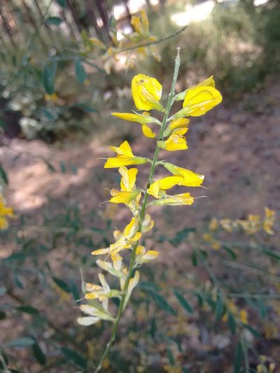 Genista florida, photographed by Rafael Medina