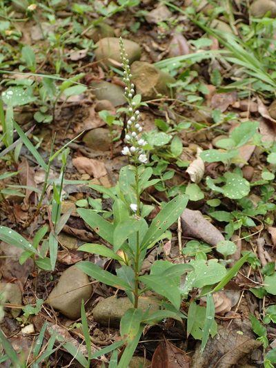 Lysimachia fortunei, photographed by 葉子