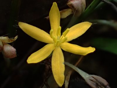 Curculigo orchioides, photographed by 葉子