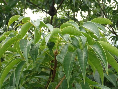 Tetradium glabrifolium, photographed by 葉子
