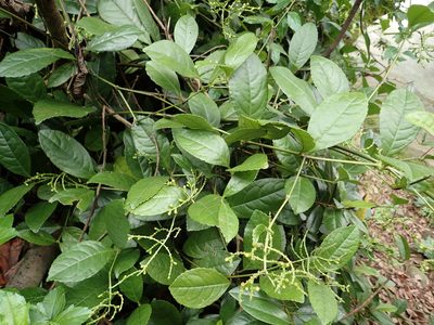 Chloranthus spicatus, photographed by 葉子