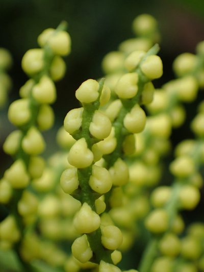 Chloranthus spicatus, photographed by 葉子