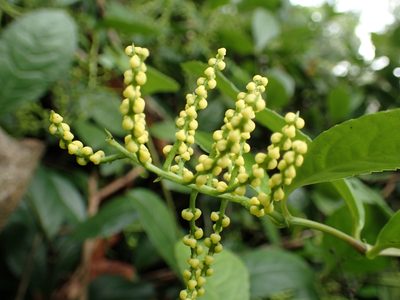 Chloranthus spicatus, photographed by 葉子