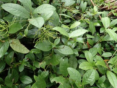 Chloranthus spicatus, photographed by 葉子
