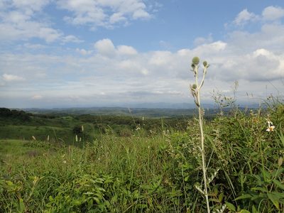 Echinops grijsii, photographed by 葉子