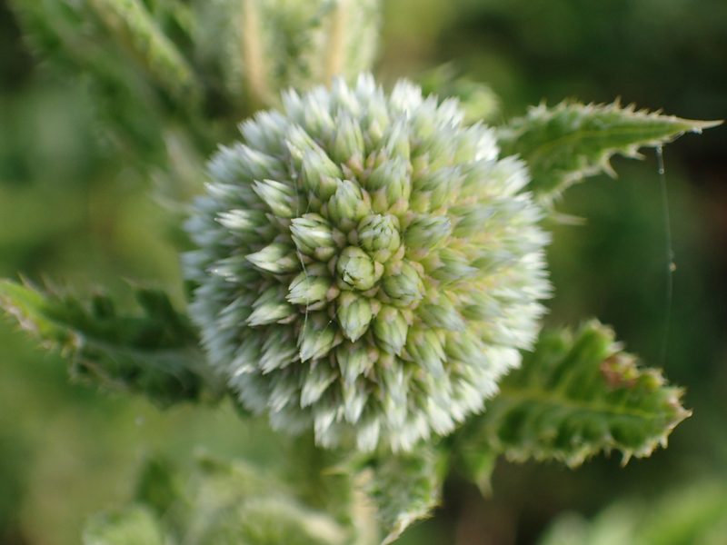 Echinops grijsii, photographed by 葉子
