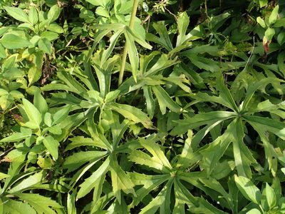 Syneilesis intermedia, photographed by 葉子