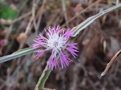 Centaurea napifolia, photographed by Emanuele Santarelli