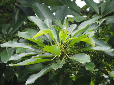 Daphniphyllum pentandrum, photographed by 葉子