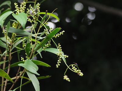 Dioscorea japonica, photographed by 葉子
