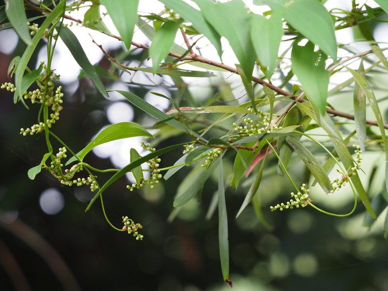 Dioscorea japonica, photographed by 葉子
