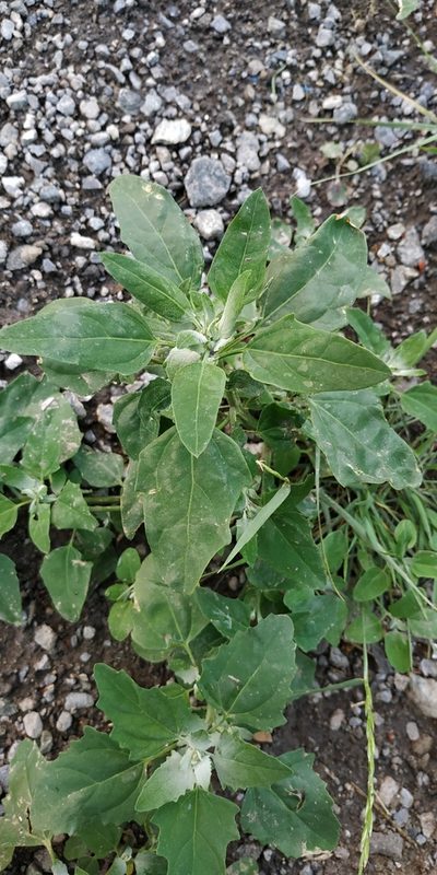 Chenopodium suecicum, photographed by Yurii Basov