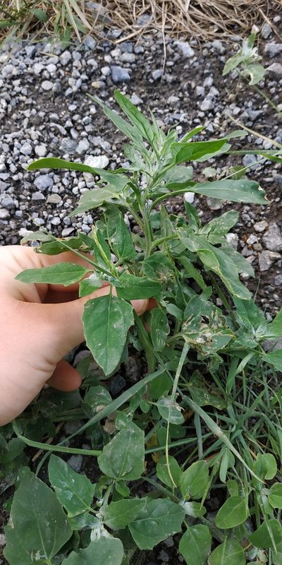 Chenopodium suecicum, photographed by Yurii Basov