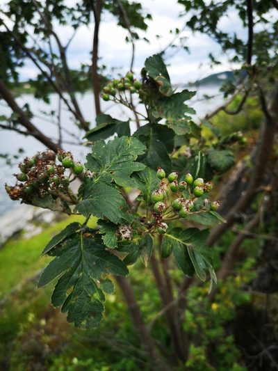 Hedlundia hybrida, photographed by Eva Lieungh