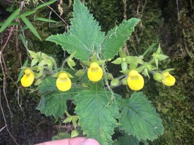 Calceolaria perfoliata, photographed by tlaloc27