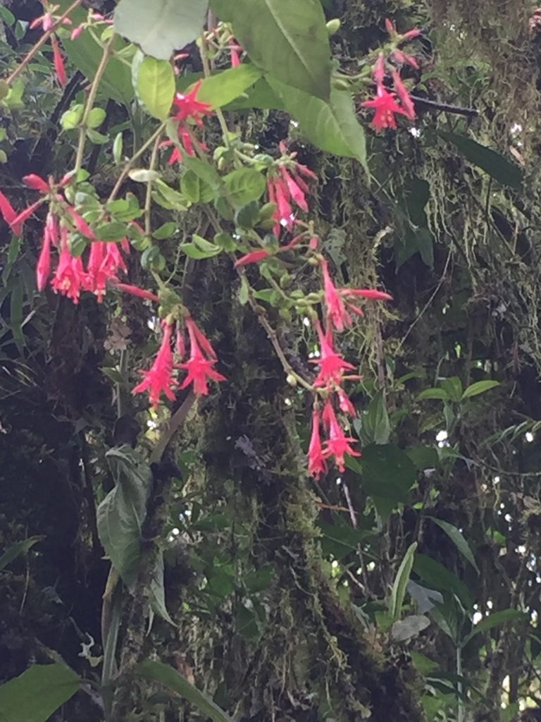 Fuchsia hartwegii, photographed by tlaloc27