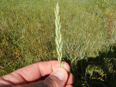 Elymus smithii, photographed by Brian Dickerson