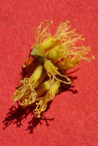 Stryphnodendron pulcherrimum, photographed by russiannaturalistbrazil