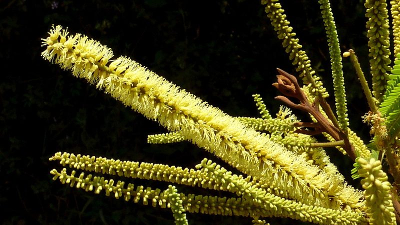 Stryphnodendron pulcherrimum, photographed by russiannaturalistbrazil