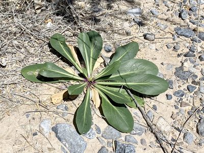 Oenothera longissima, photographed by CK2AZ