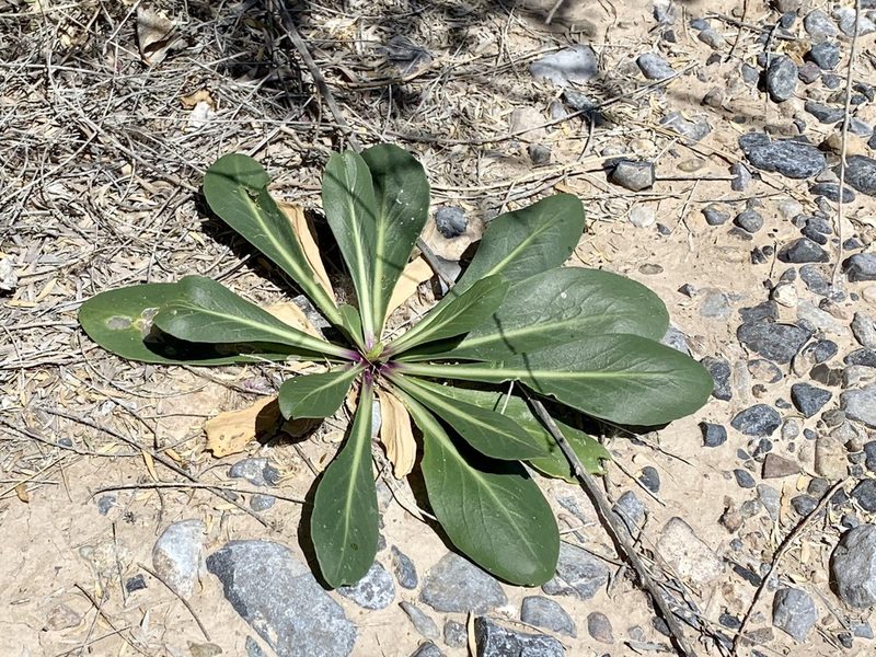 Oenothera longissima, photographed by CK2AZ
