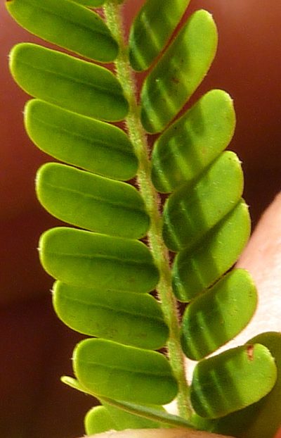 Stryphnodendron pulcherrimum, photographed by russiannaturalistbrazil