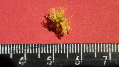 Stryphnodendron pulcherrimum, photographed by russiannaturalistbrazil