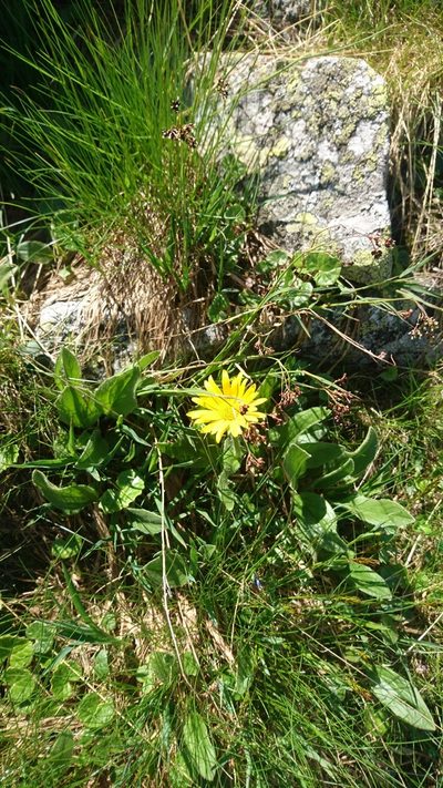 Doronicum clusii, photographed by Grzegorz Grzejszczak