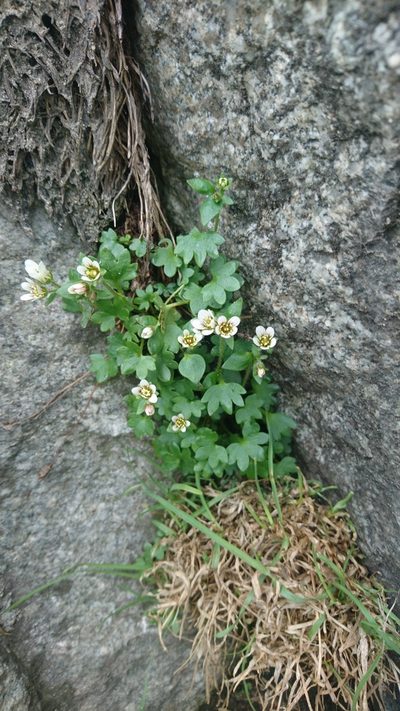 Saxifraga carpatica, photographed by Grzegorz Grzejszczak