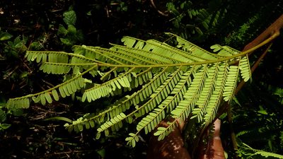 Stryphnodendron pulcherrimum, photographed by russiannaturalistbrazil