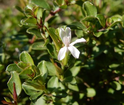 Dyschoriste setigera, photographed by Henry de Lange