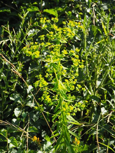Euphorbia platyphyllos, photographed by silk128