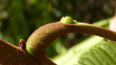 Stryphnodendron pulcherrimum, photographed by russiannaturalistbrazil
