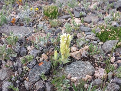 Castilleja pulchella, photographed by John Brew