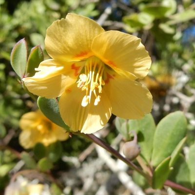 Roepera maritima, photographed by Henry de Lange