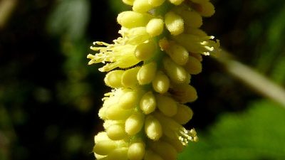 Stryphnodendron pulcherrimum, photographed by russiannaturalistbrazil