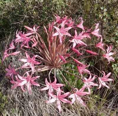 Brunsvigia grandiflora, photographed by Henry de Lange