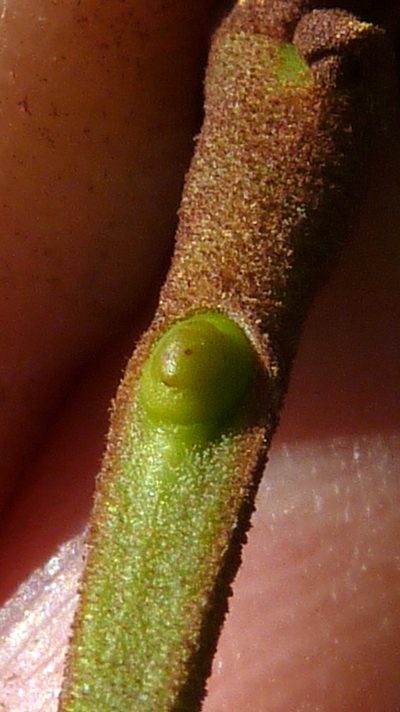 Stryphnodendron pulcherrimum, photographed by russiannaturalistbrazil