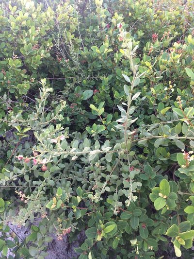 Krameria tomentosa, photographed by B. Phalan